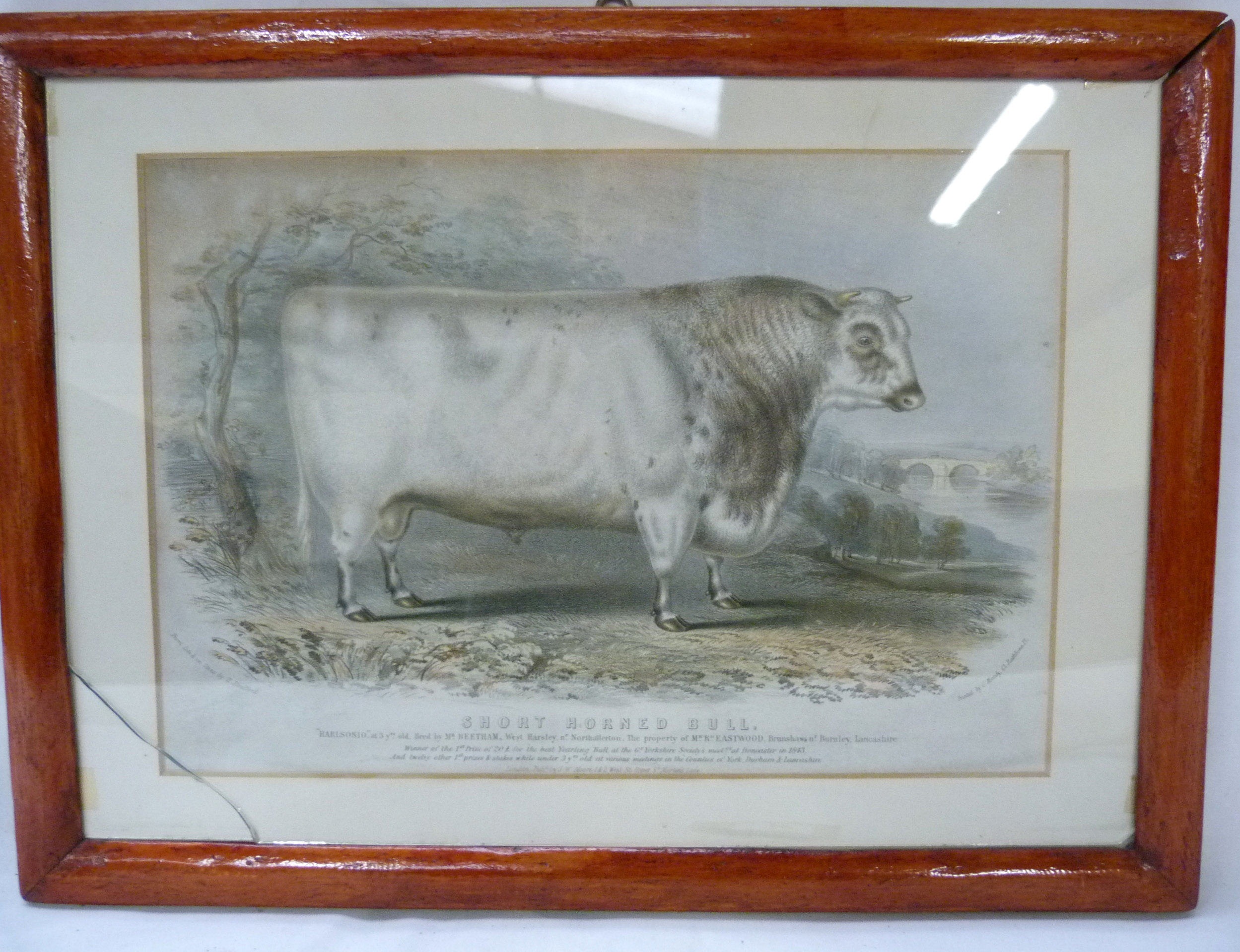 STRAFFORD H.  Short Horned Bull, Harlsonio. Tinted lithograph, framed, c.1840's.