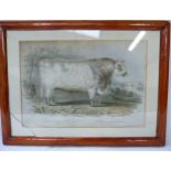 STRAFFORD H.  Short Horned Bull, Harlsonio. Tinted lithograph, framed, c.1840's.