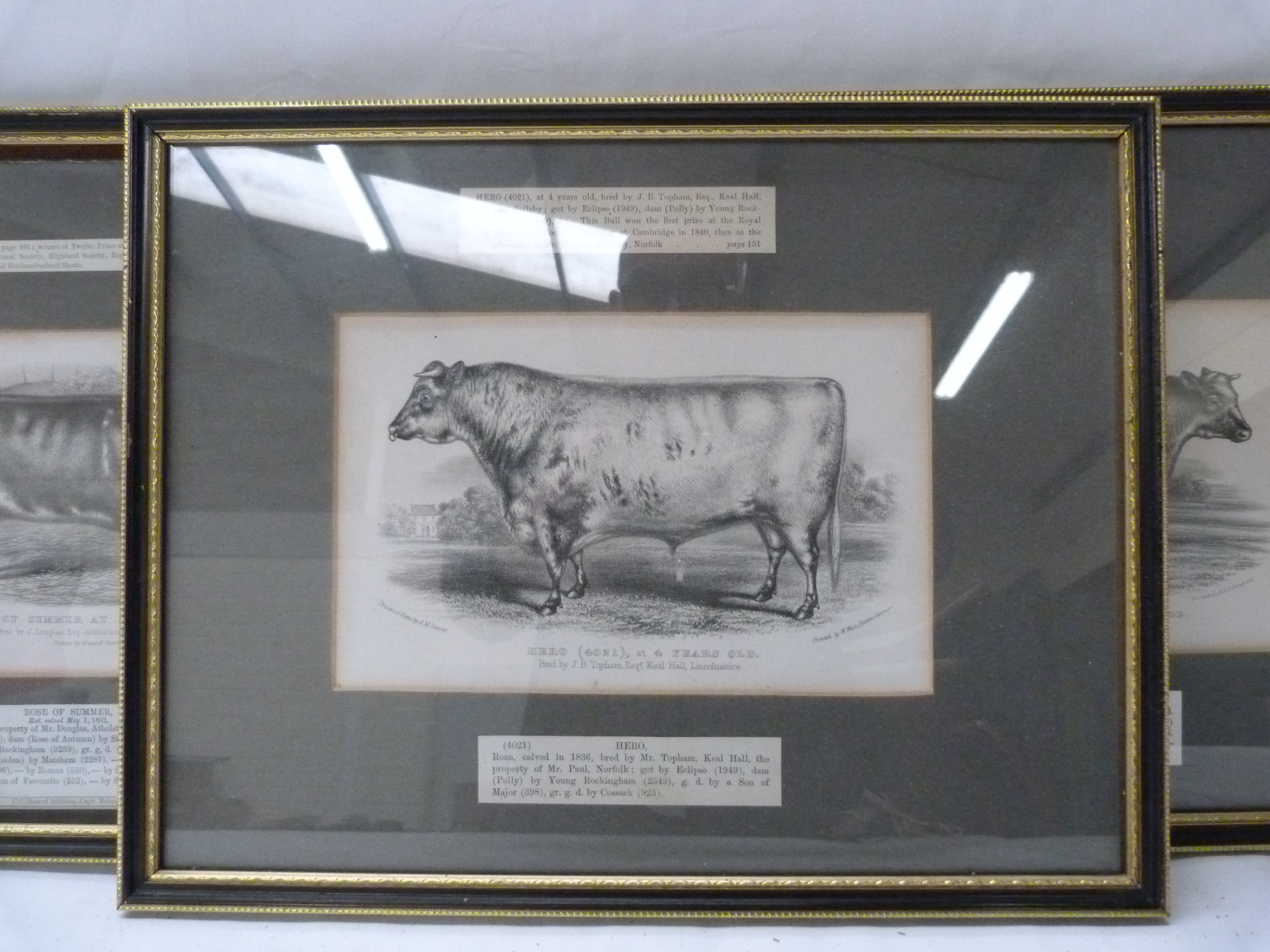Hero, Rose of Summer & Royal Butterfly. 3 antique engravings of Shorthorn Cattle, in Hogarth frames. - Image 4 of 4