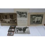 Large mounted photograph of Lawton Winner, Top Selling Bull at Perth, 1962; also a small bundle of