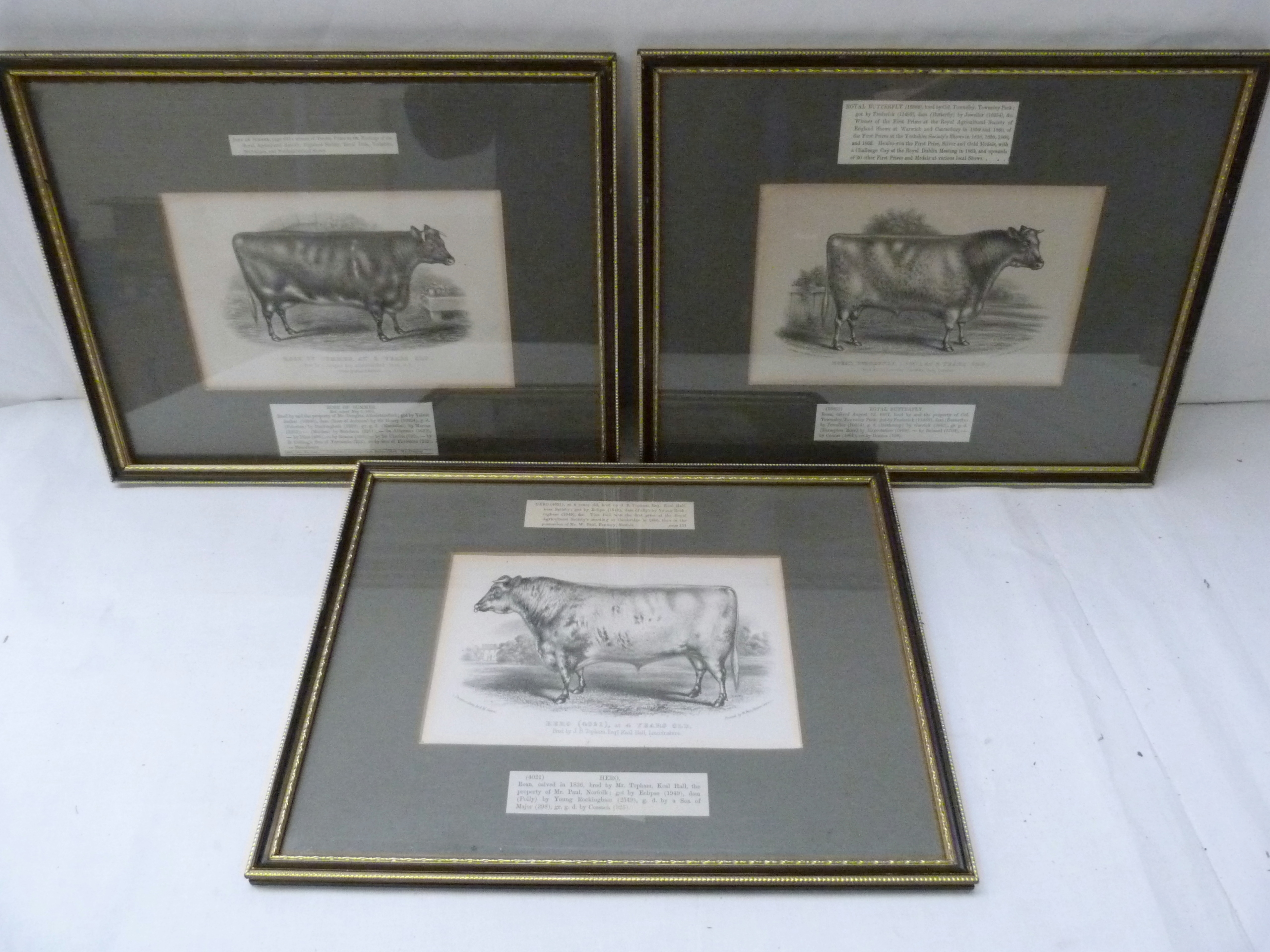 Hero, Rose of Summer & Royal Butterfly. 3 antique engravings of Shorthorn Cattle, in Hogarth frames.