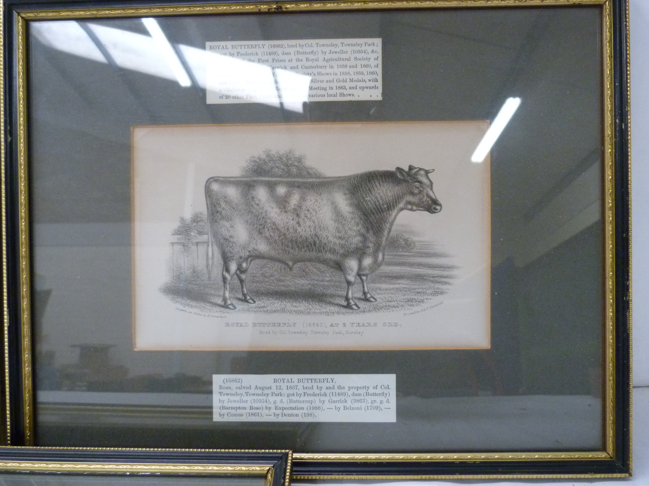 Hero, Rose of Summer & Royal Butterfly. 3 antique engravings of Shorthorn Cattle, in Hogarth frames. - Image 2 of 4