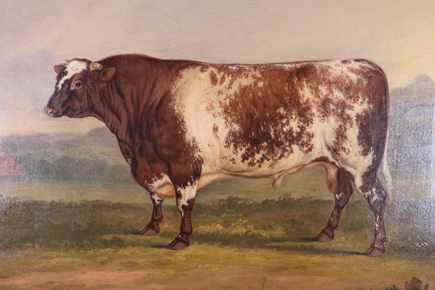 DAVID DALBY OF YORK.Beef Shorthorn Bull, Sir Leoline. 603. 1819. By Leopold, Dam, Ruby, bred by Mr - Image 4 of 10