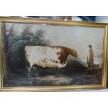 Early Shorthorn Bull. Large modern framed reproduction on canvas.