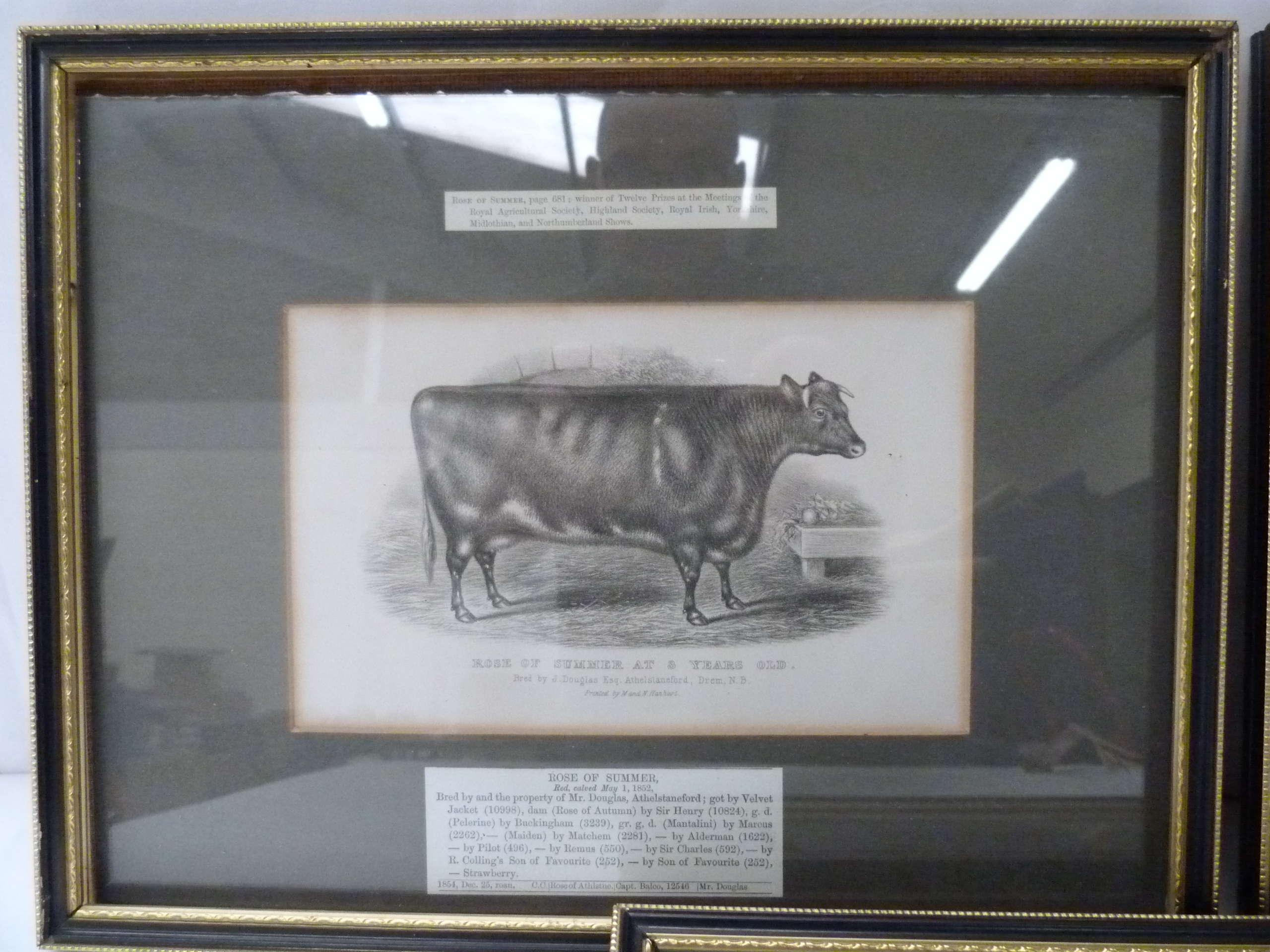 Hero, Rose of Summer & Royal Butterfly. 3 antique engravings of Shorthorn Cattle, in Hogarth frames. - Image 3 of 4