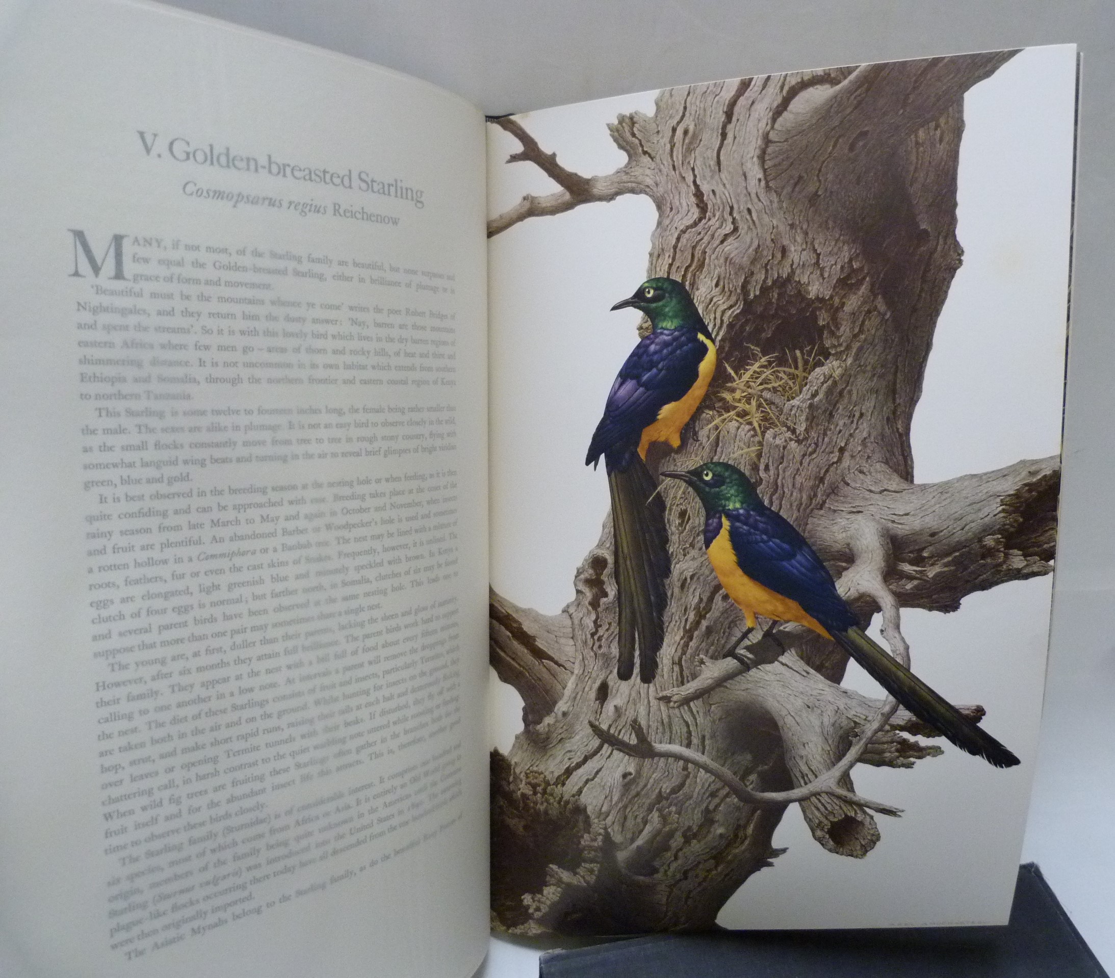 AMUCHASTEGUI AXEL.  Some Birds & Mammals of Africa. Ltd. ed. 11/505. Col. plates. Folio. Qtr. blue - Image 4 of 4