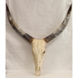 Cow horns: Modern large pair of horns (removeable) on bleached upper skull, widest span 99cm,