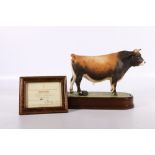 Royal Worcester porcelain model of a Jersey Bull modelled by Doris Lindner on wooden plinth base