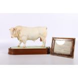 Royal Worcester porcelain model of a Charolais Bull modelled by Doris Lindner on wooden plinth