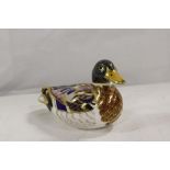 Large Crown Derby paperweight in the form of a Mallard duck, gold button.