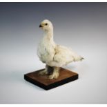 A taxidermy white grouse, modelled in a standing position upon a hardwood plinth base, 27cm high