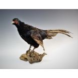 A taxidermy cock pheasant, modelled perched on a piece of drift wood, 40cm high