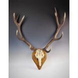 A ten point deer skull and antlers, mounted on an oak wall plinth, 100cm high