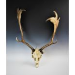 A taxidermy part deer skull with ten point antlers, the skull mounted on a shaped oak plaque, the