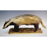 A taxidermy badger, modelled in a standing position, with bark and moss upon a later plinth base,