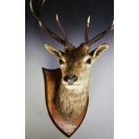 A taxidermy stag shoulder mount, early 20th century, the stag with ten point antlers, mounted on a