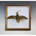 A framed taxidermy Snipe, mounted in flight against a sky blue ground, the wall hanging frame with