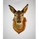 A taxidermy female deer shoulder mount, 20th century, the mask mounted on a shaped oak shield,