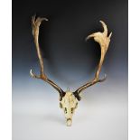 An unmounted fallow deer skull with palmate antlers, 88cm high