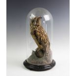 A Victorian taxidermy Long Eared Owl, preserved with a domed display case, raised on an ebonised