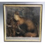 A Victorian taxidermy Pine Marten, enclosed within a rectangular display case set in a