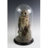 A Victorian taxidermy Short Eared Owl, preserved with a domed display case, raised on an ebonised