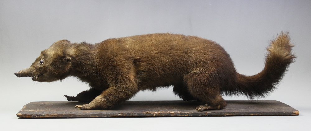 A 19th century taxidermy Coati, realistically modelled standing on a wooden platform base, 77cm long