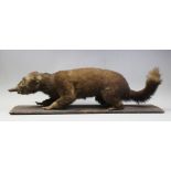 A 19th century taxidermy Coati, realistically modelled standing on a wooden platform base, 77cm long