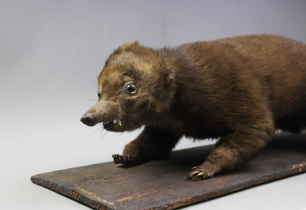 A 19th century taxidermy Coati, realistically modelled standing on a wooden platform base, 77cm long - Bild 2 aus 3