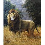 Simon Combes (1940-2004), Limited edition print on paper, A lion in the bush, Signed and numbered '