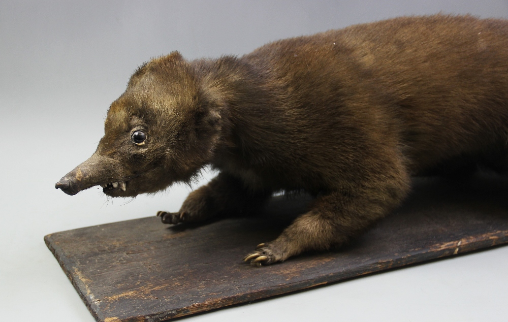 A 19th century taxidermy Coati, realistically modelled standing on a wooden platform base, 77cm long - Bild 3 aus 3