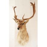 A large taxidermy stags head, 20th century, impressively modelled with six point antlers, 106cm high
