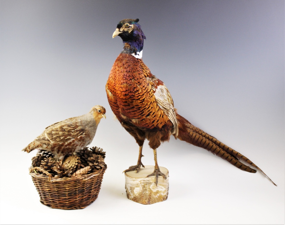 TAXIDERMY: A pheasant modelled standing upon a branch cut wooden plinth base, 52cm high, along - Bild 2 aus 2