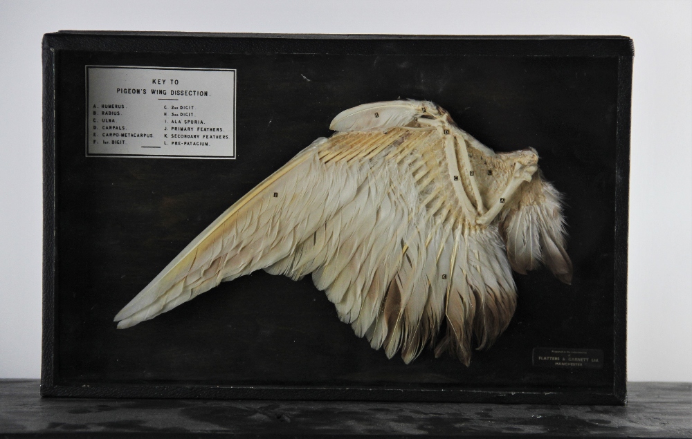 TAXIDERMY: A cased pigeon's wing, mounted as a dissection study, the bones and feathers indexed to - Bild 4 aus 5