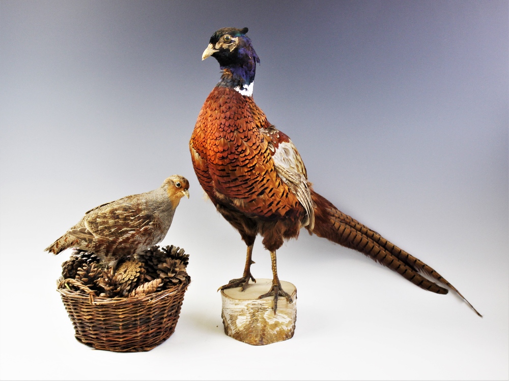TAXIDERMY: A pheasant modelled standing upon a branch cut wooden plinth base, 52cm high, along