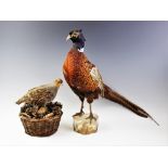 TAXIDERMY: A pheasant modelled standing upon a branch cut wooden plinth base, 52cm high, along