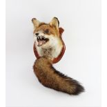 TAXIDERMY: A fox mask and brush, the fox modelled with teeth bared, mounted on a shaped wooden