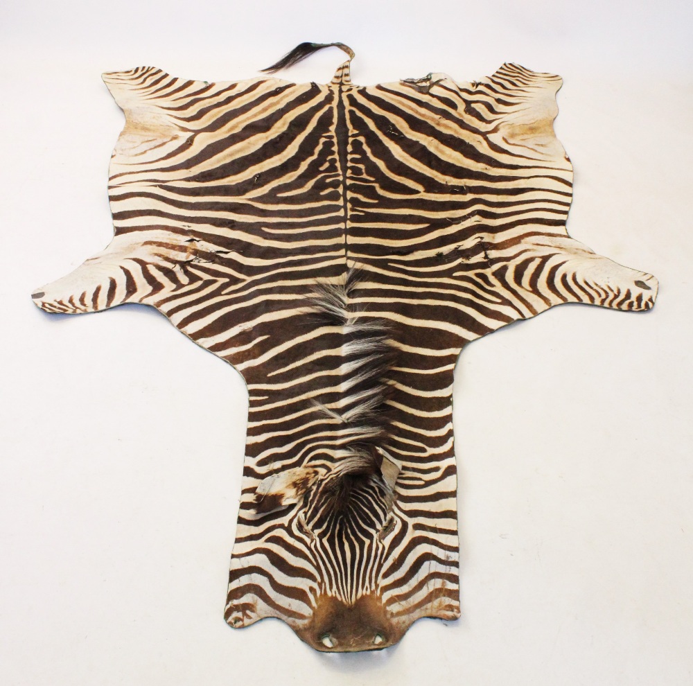 TAXIDERMY: A large Zebra skin, featuring mane and tail, 270cm x 190cm approx (at fault)