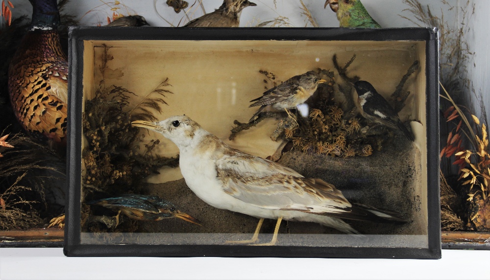 TAXIDERMY: A cased pigeon's wing, mounted as a dissection study, the bones and feathers indexed to - Bild 3 aus 5