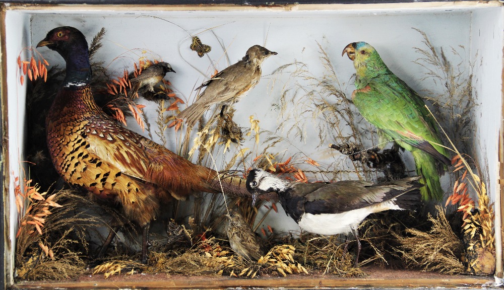 TAXIDERMY: A cased pigeon's wing, mounted as a dissection study, the bones and feathers indexed to - Bild 5 aus 5