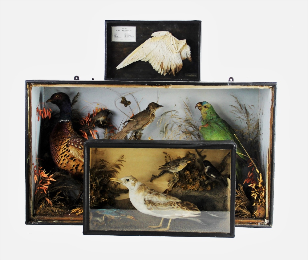 TAXIDERMY: A cased pigeon's wing, mounted as a dissection study, the bones and feathers indexed to - Bild 2 aus 5