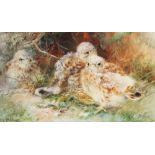 Charles Henry Clifford Baldwyn (1859-1943), Watercolour on paper, Falcon chicks, Signed and dated '