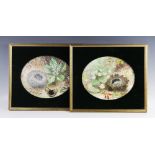 J. Such (19th century), Pair of watercolours on oval panels, Natural still lives of bird nests, Each