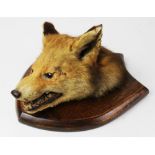 TAXIDERMY: A fox mask, early 20th century, modelled facing down with jaws open, set to a shaped