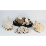 A large clam shell, 23cm wide, two large conch shells, each approximately 22cm wide, with a