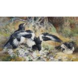 Charles Henry Clifford Baldwyn (1859-1943), Watercolour on paper, Magpie chicks foraging, Signed and
