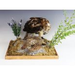 TAXIDERMY: A red tail hawk, modelled standing over a partridge kill on a naturalistic rocky
