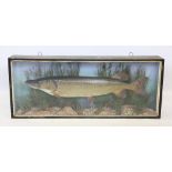 TAXIDERMY: A large pike, late 19th/early 20th century, enclosed within a large rectangular display