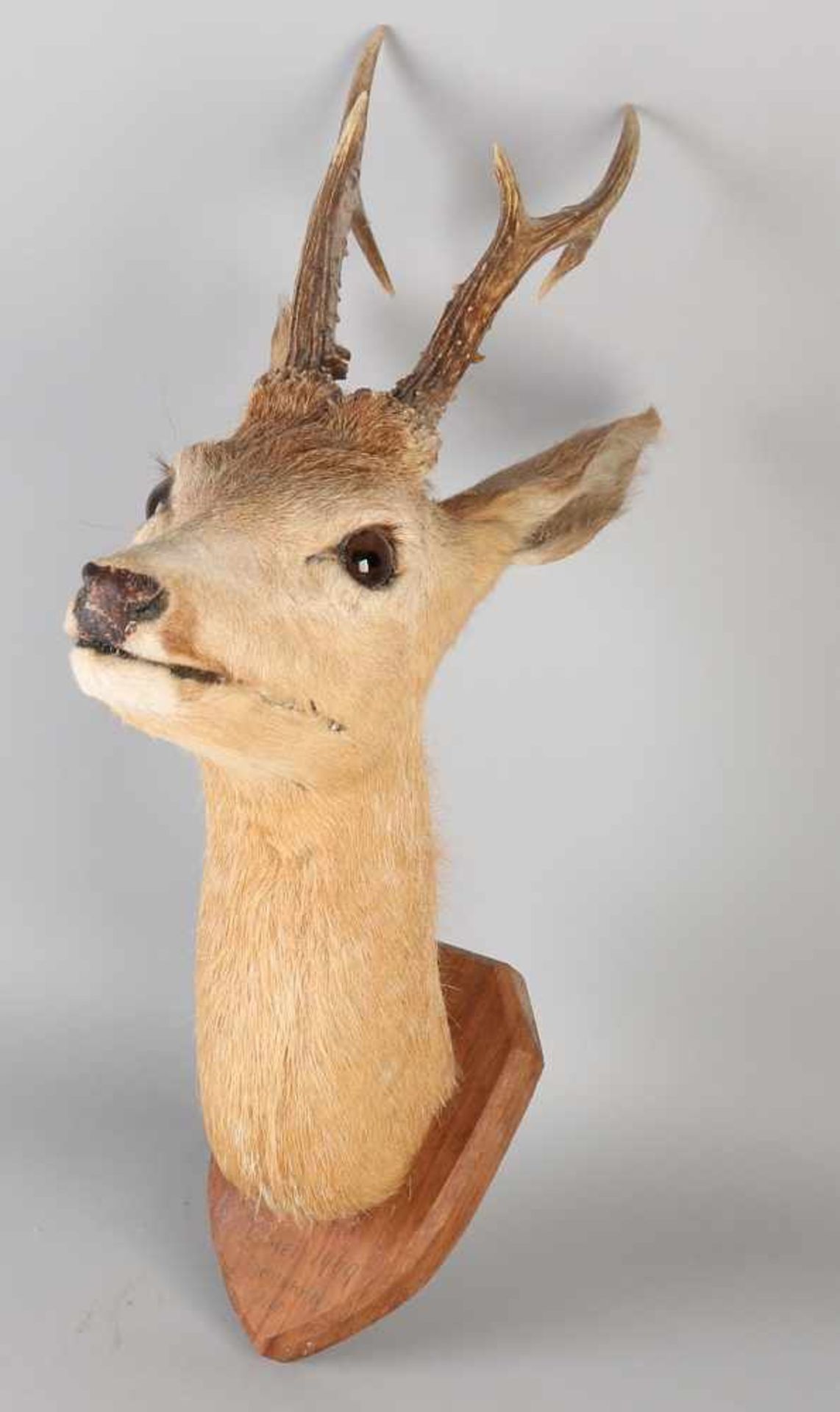 Mounted buck head. Confirmed plaque. 20th century. Size: 50 x 35 x 17 cm. In good condition.