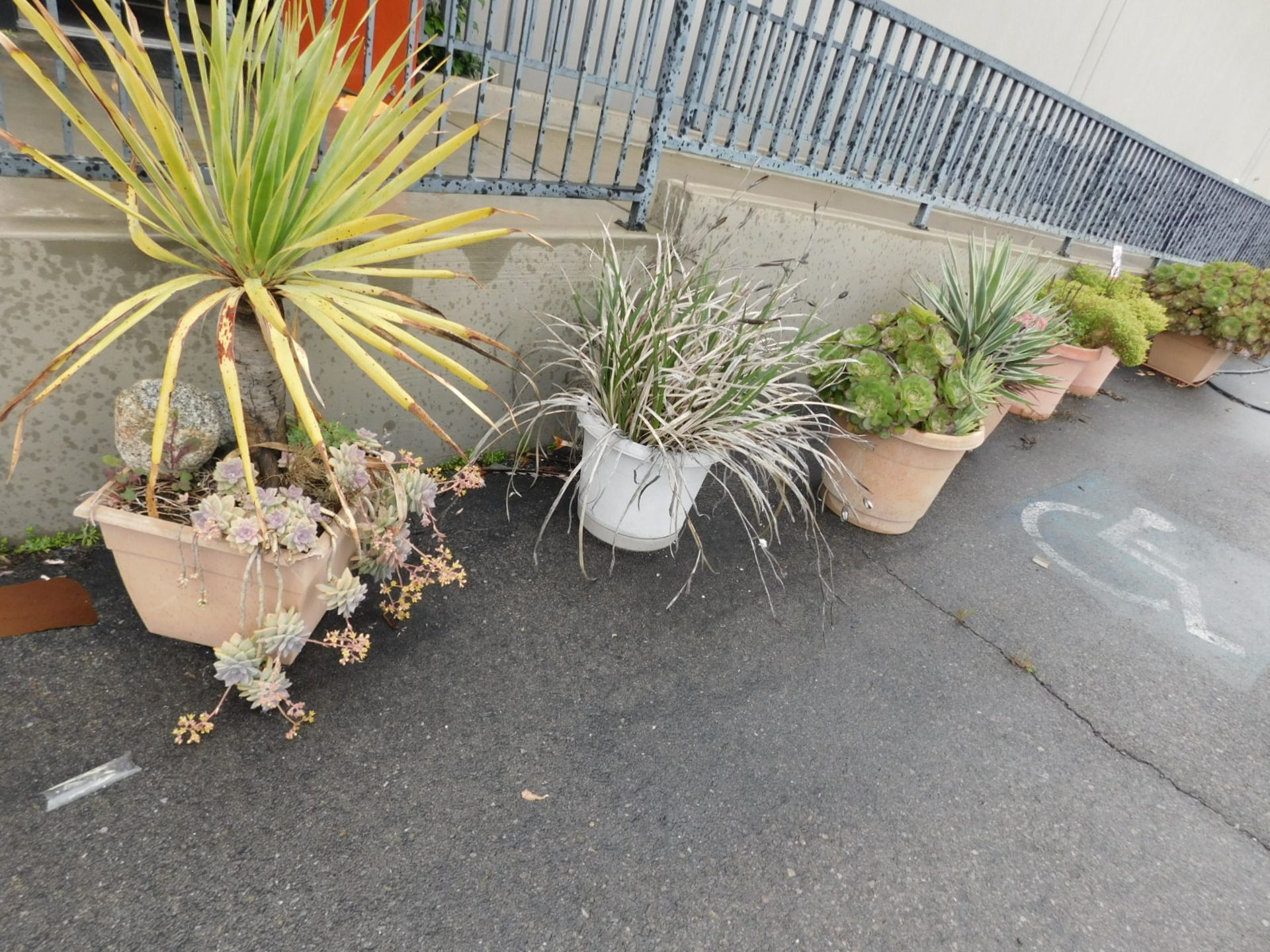 LOT - APPROX. (17) POTTED PLANTS, SUCCULENTS, ETC. - Image 2 of 3